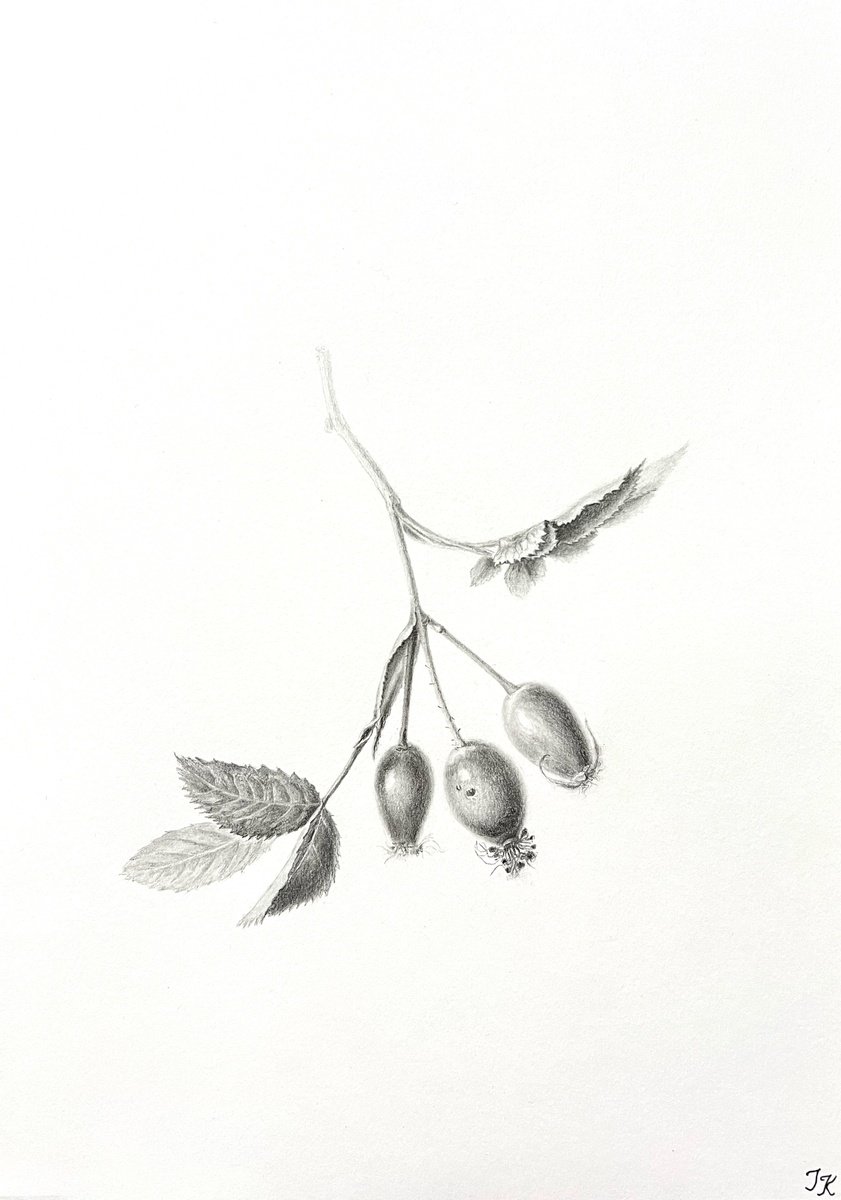 Photorealistic Still Life Pencil Drawing By Tetiana Kovalova, 8 X 12", Dog Rose, Original Artwork