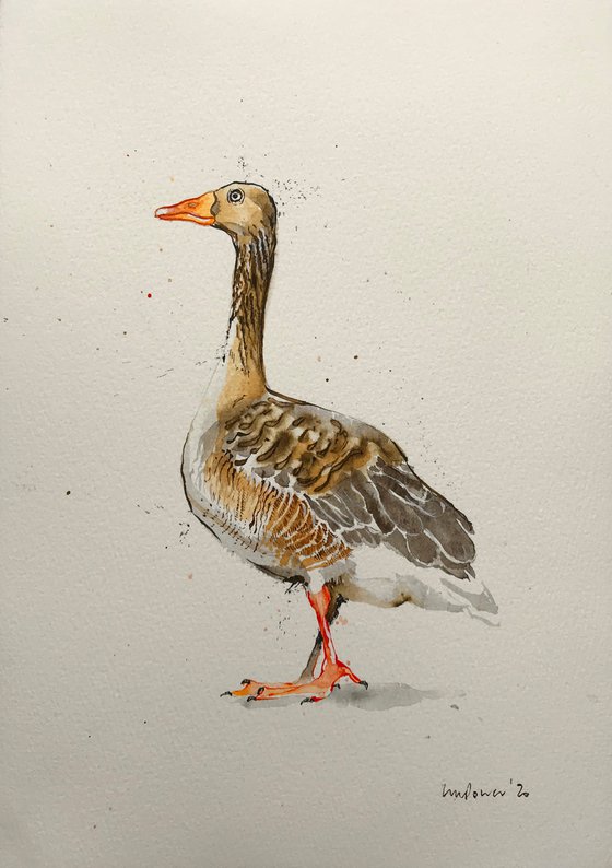 Greylag Goose