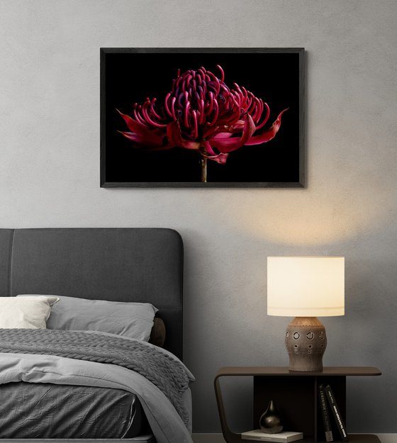 Waratah Withered