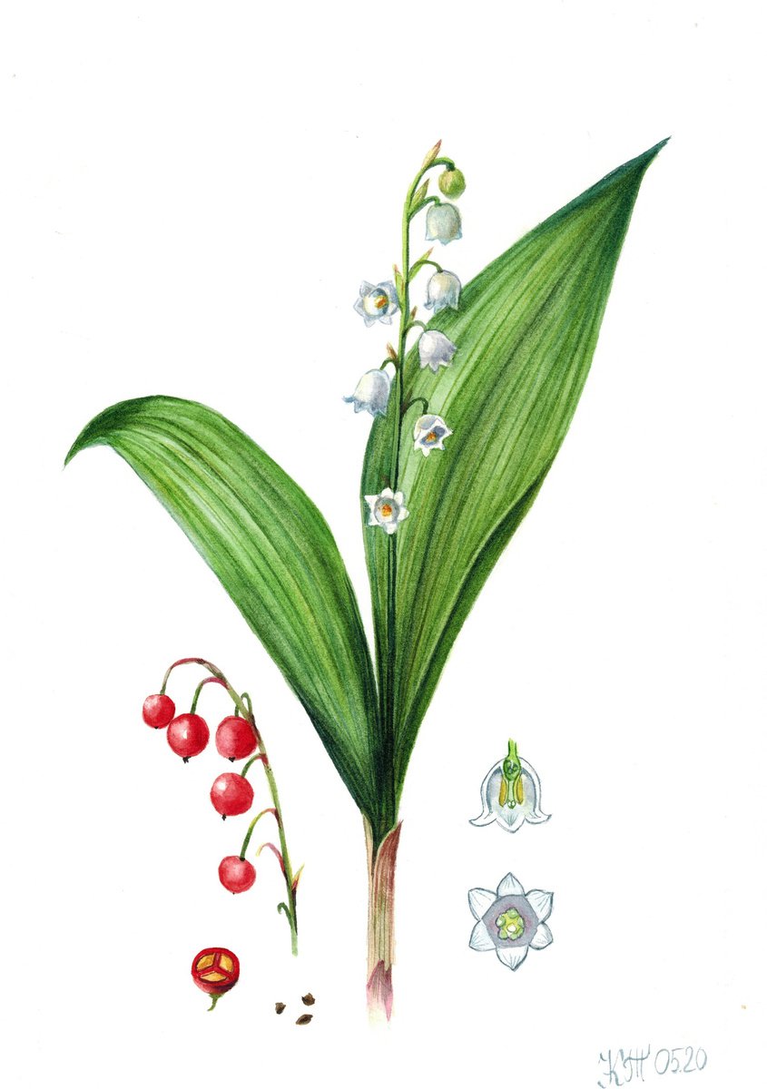 Lily of the valley flower botanical illustration by Ksenia Tikhomirova