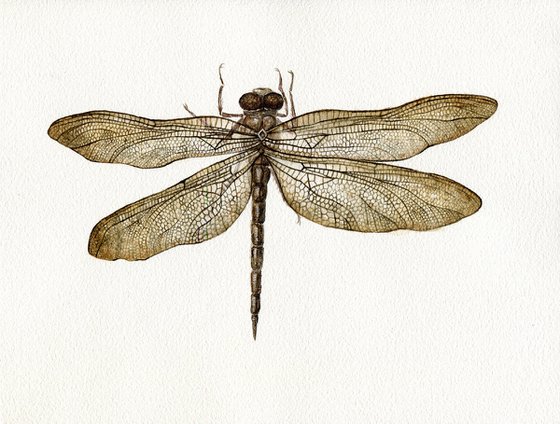 Watercolor dragonfly