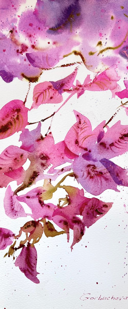 Bougainvillea Dream by Eugenia Gorbacheva