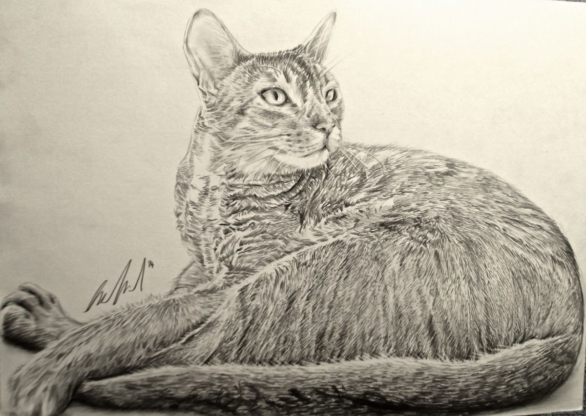 Abyssinian Cat by Kate Evans