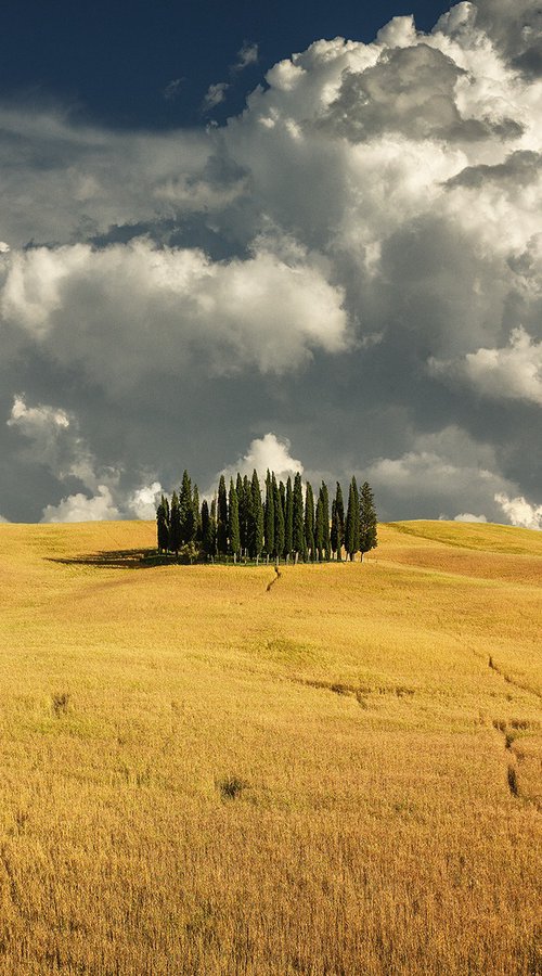 Landscape Art Photo: Tuscan Cypress Grove: Prelude to the Storm by Peter Zelei