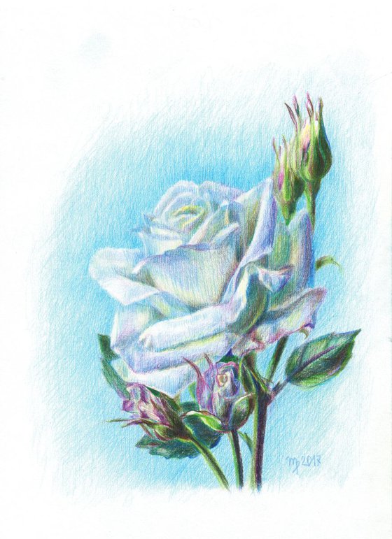 White Rose/Flower Series