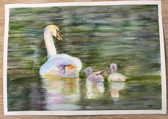 The big stretch! Swans watercolour painting
