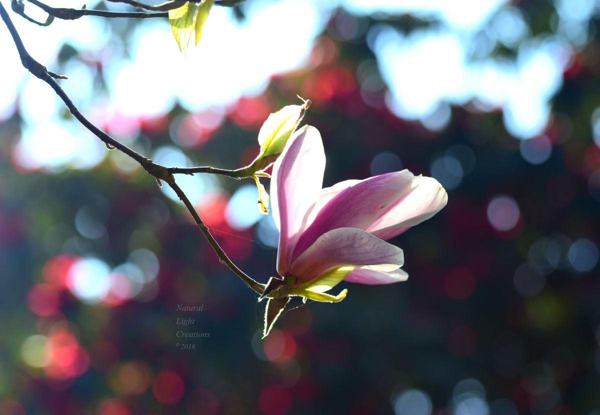 Magnolia Dawn  by Natural Light Creations