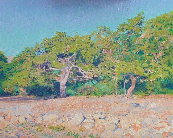 Pines on the coast at morning