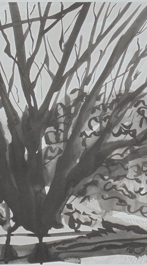 Tree study with Mimosa in Manilva by Kirsty Wain
