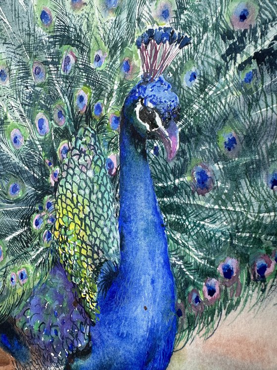 Peacock in full splendour