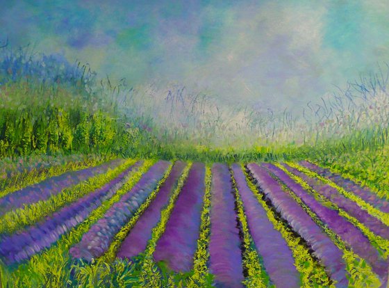 Lavender Fields