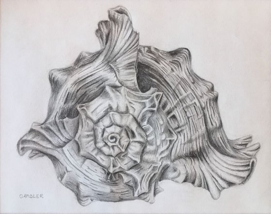 Seashell - Framed Drawing
