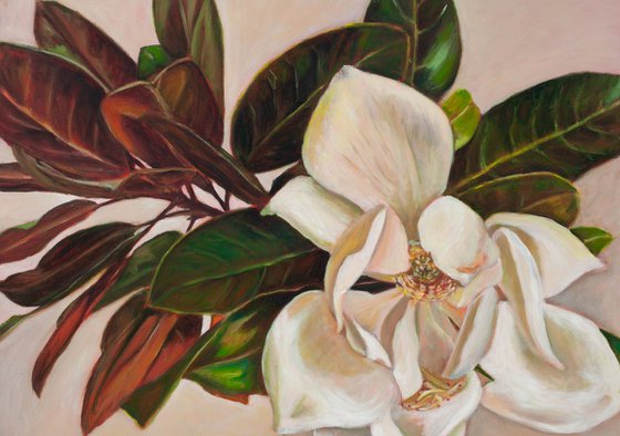 Magnolia Grandiflora
