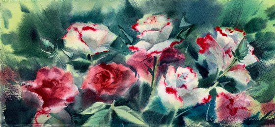 Red & white roses