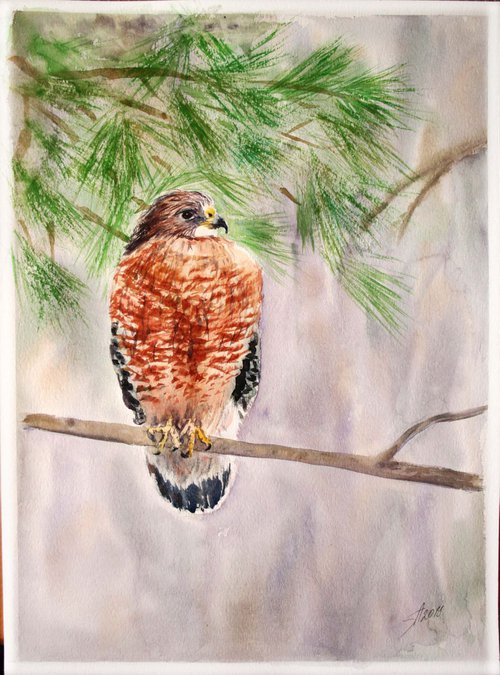 Falcon  / Original Painting by Salana Art Gallery