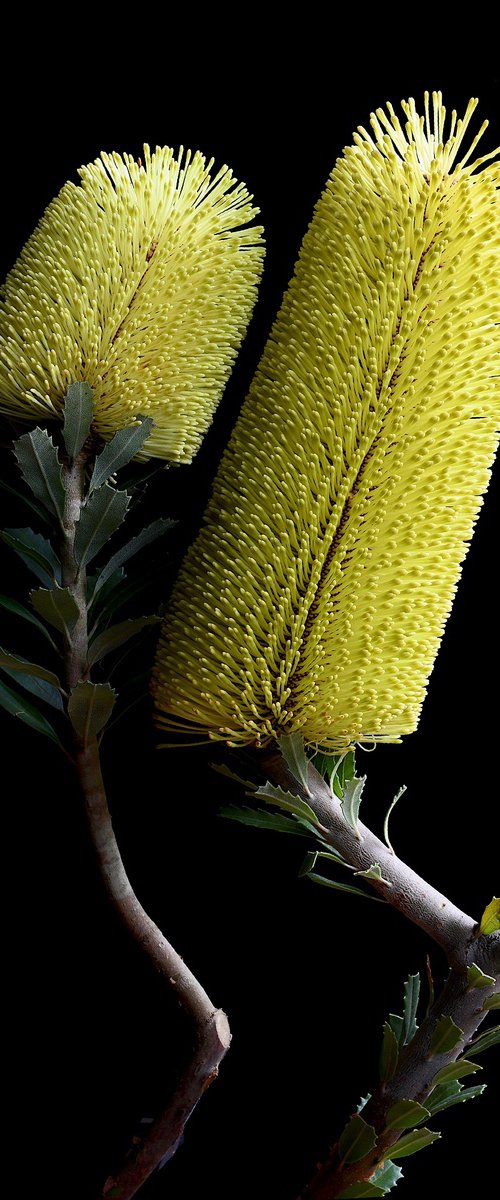 Yellow Banksia Praemorsa by Nadia Culph