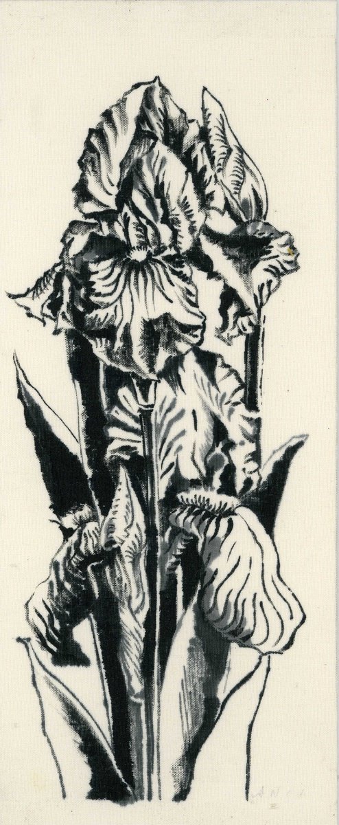 Botanical Ink Drawing By Alfred Ng, 5 X 11, Iris In Ink, Original Artwork