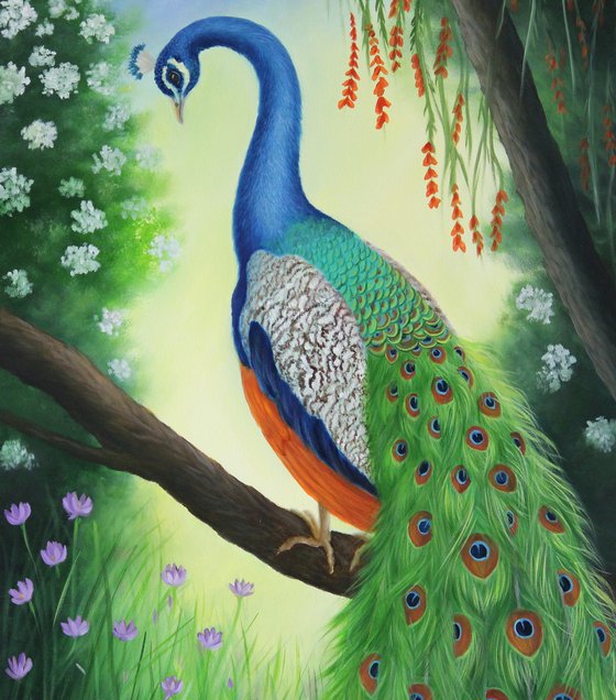 Peacock in Forest