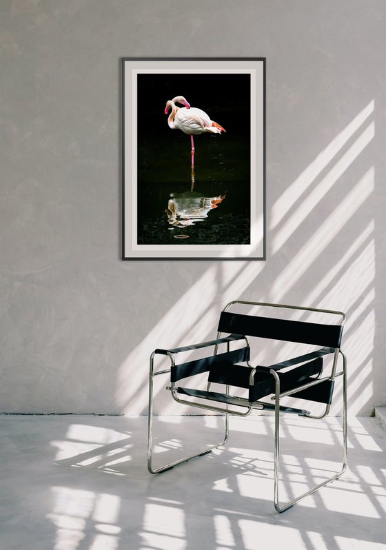 Flamingo_2