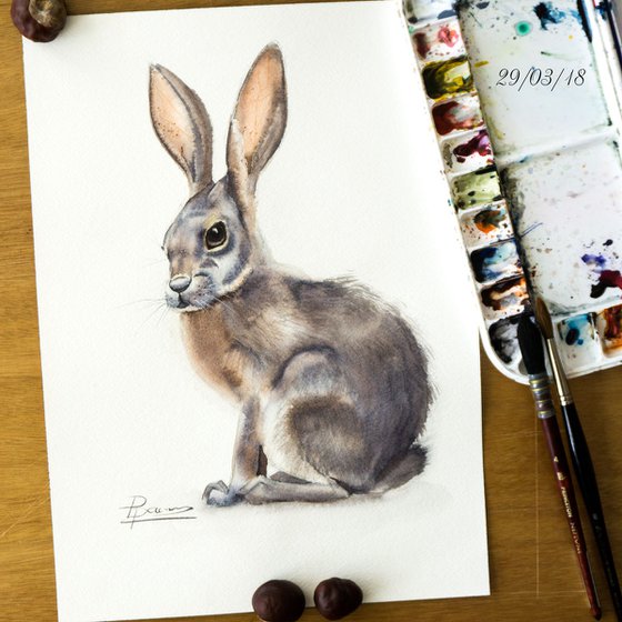 Hare (Rabbit)