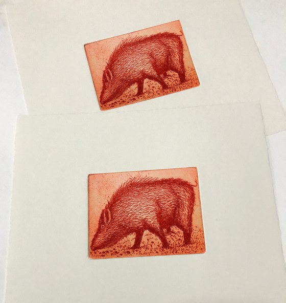 Boar in Clover