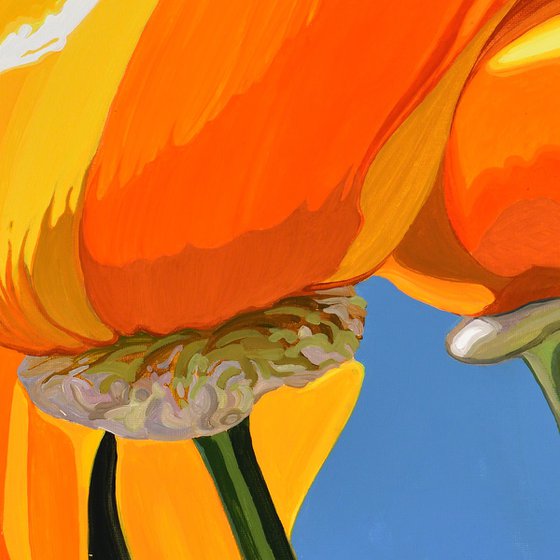 Californian Poppy and Wind #2