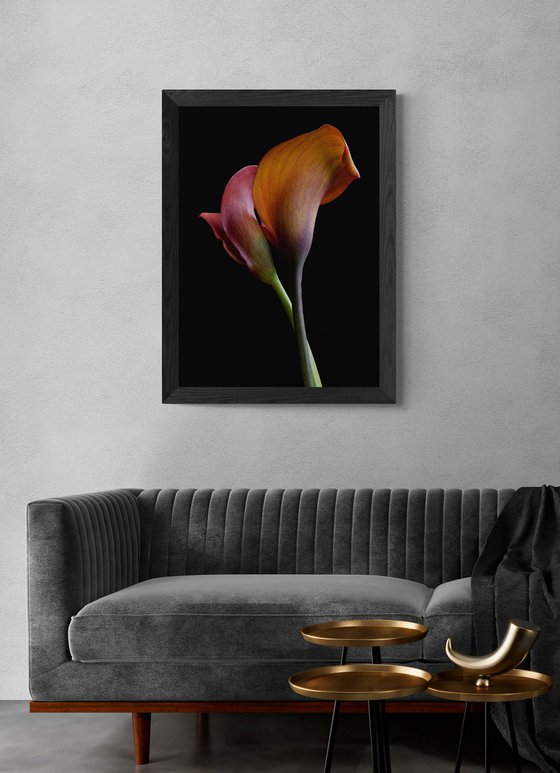 Orange Pride Calla Lilies