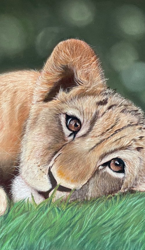 Lion cub by Maxine Taylor