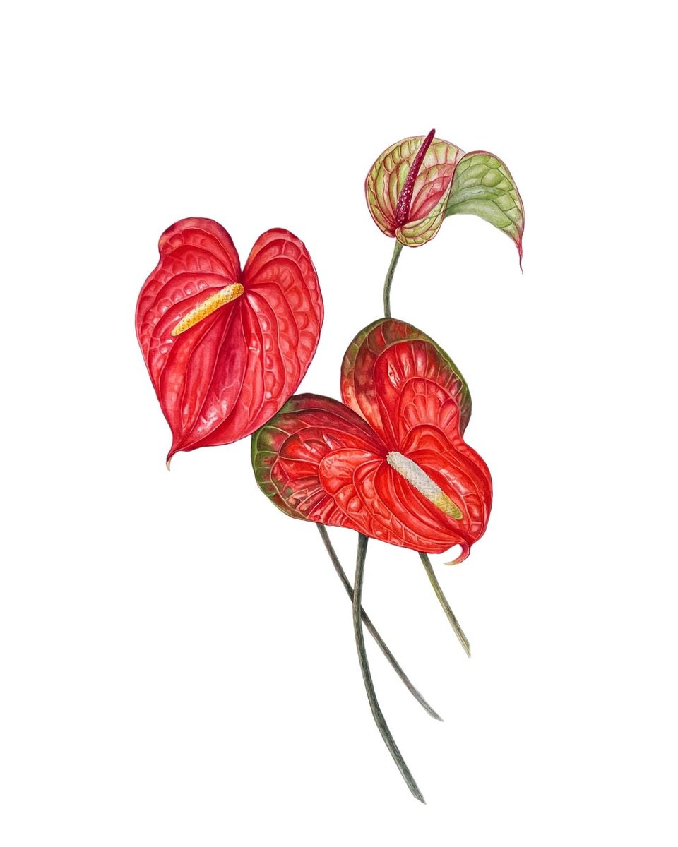 Photorealistic Watercolour , Anthuriums. By Nataliia Kupchyk, 15 X 22, Artwork For Sale On Artfinder