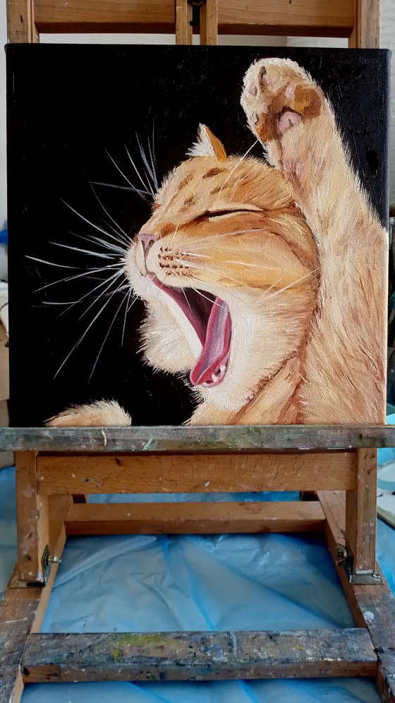 Sweet yawn. Ginger Cat