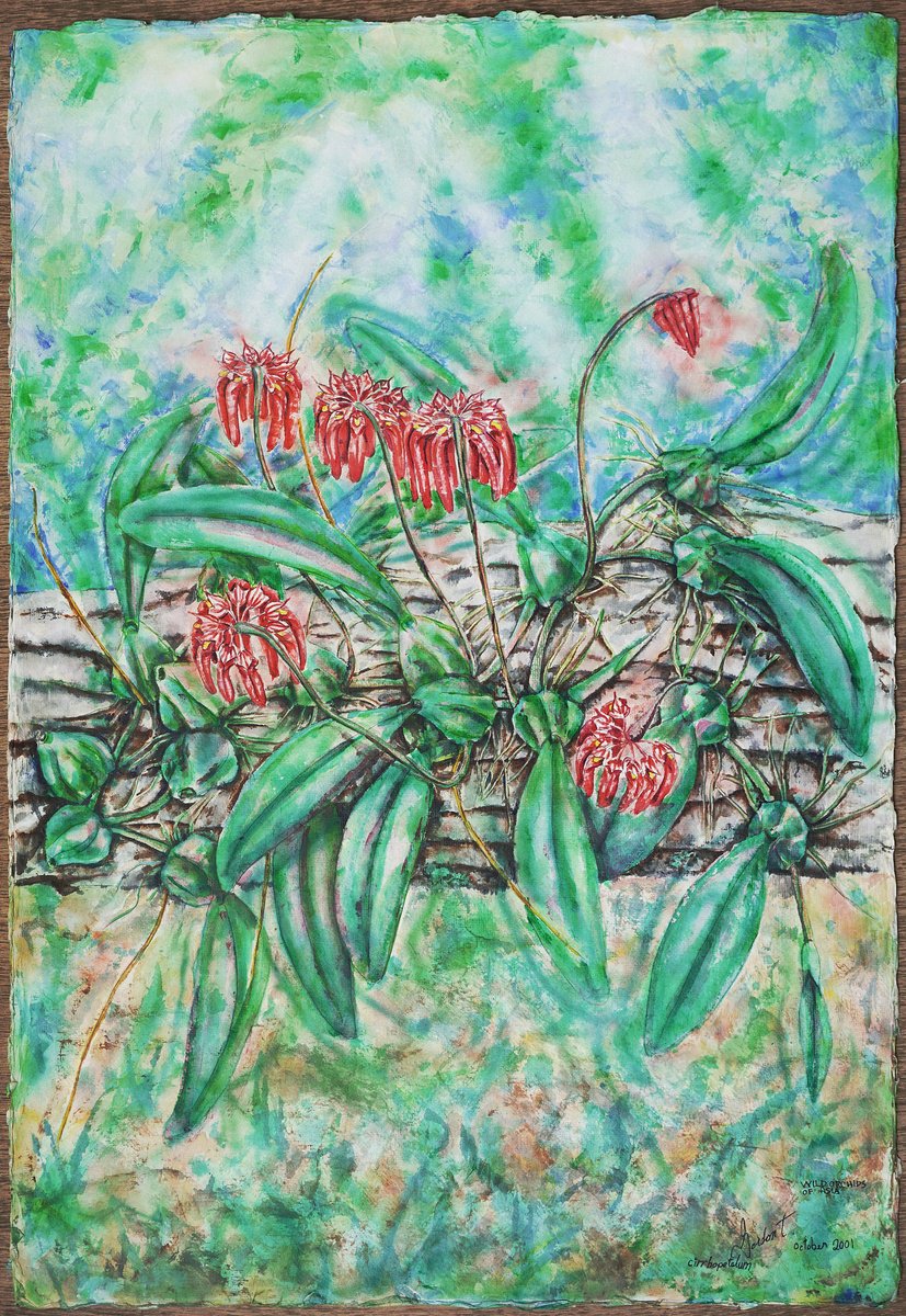 Impressionistic Botanical Acrylic Painting By Gordon T., 22 X 31, Cirrhopetalum, Colour, Wild Orchids Of Asia, Original Artwork