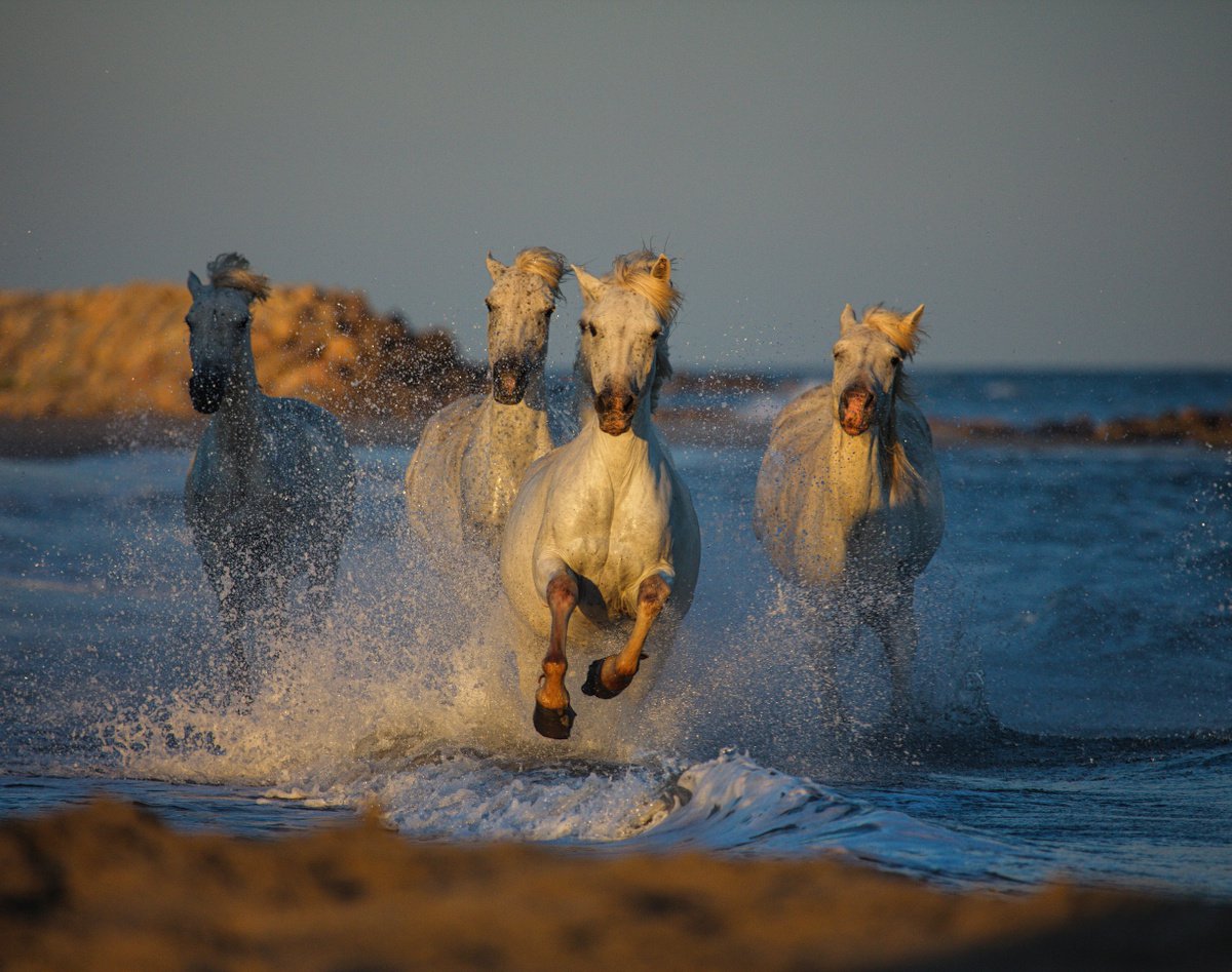 Horses 4 by Pavel Oskin