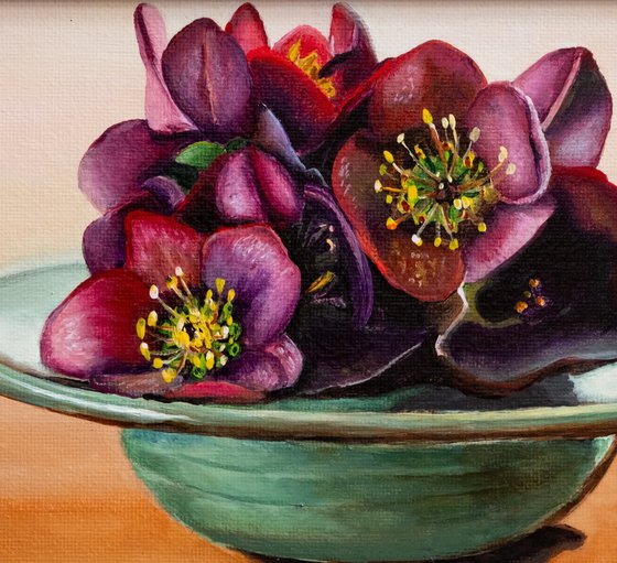 Helleborus