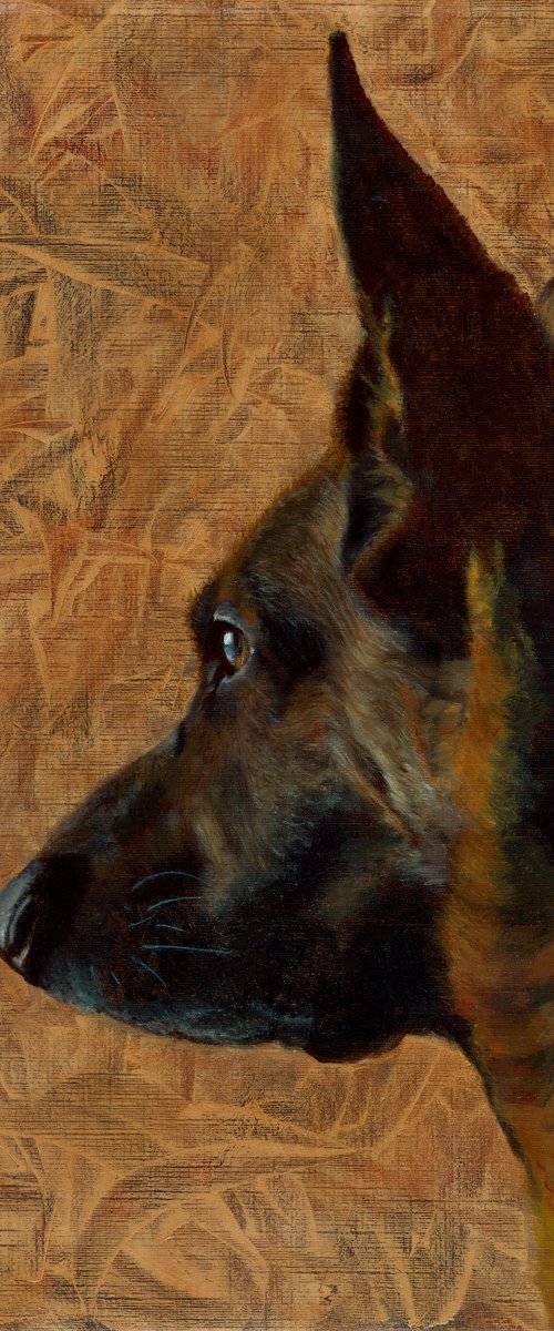 Louis the German Shepherd by Tracey Walker