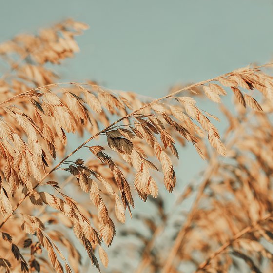 Sea Oats #4