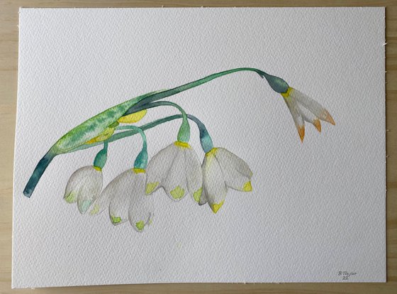 Snowdrops watercolour painting