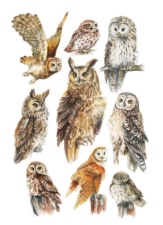 Eurasian Owls, wildlife, birds watercolours