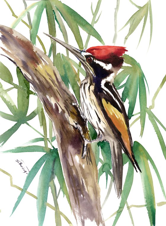 White Naped  Woodpecker, Original watercolor painting