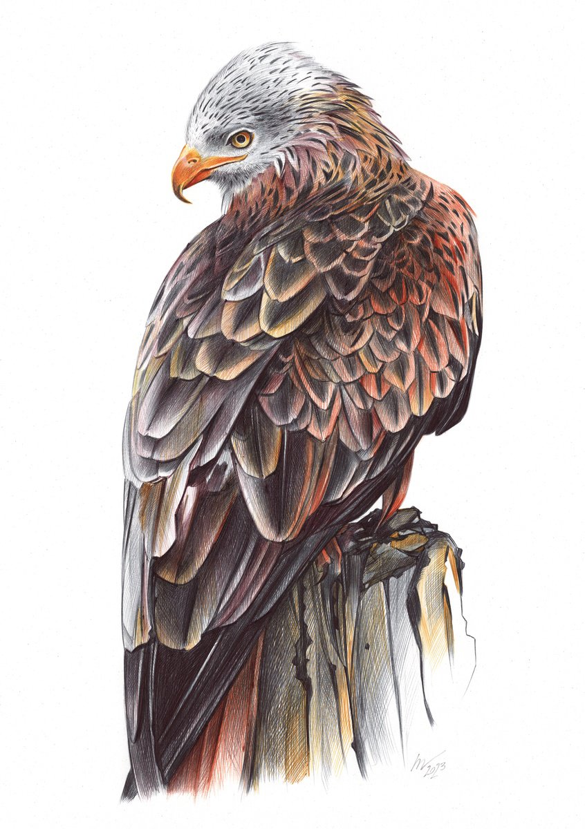 Red Kite (Realistic Ballpoint Pen Bird Portrait) by Daria Maier