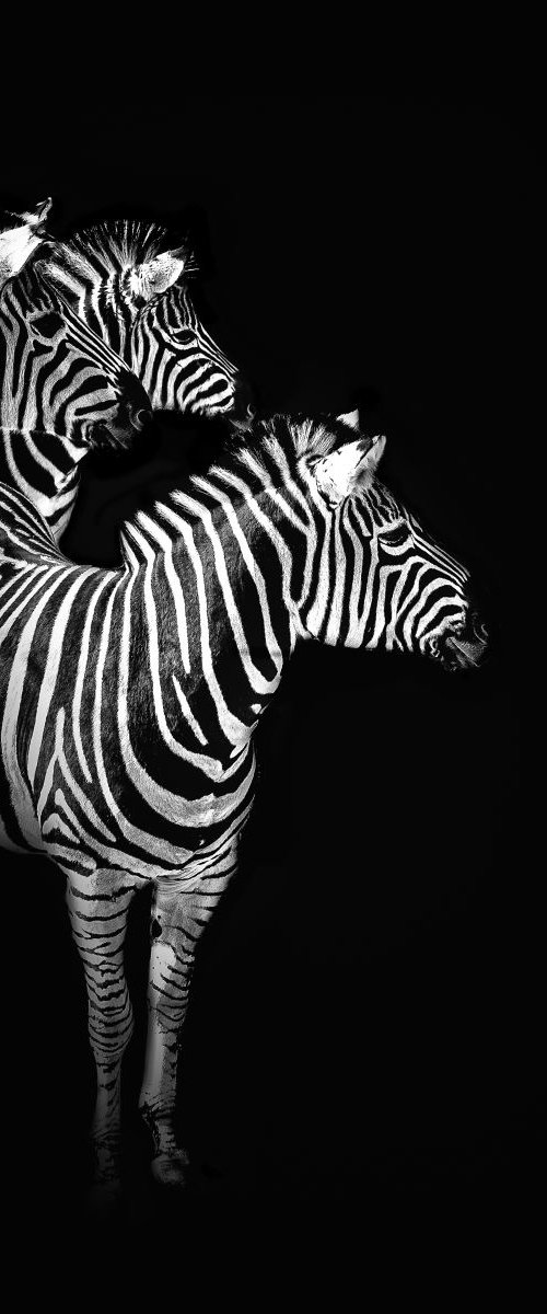 Three Zebras by Paul Nash
