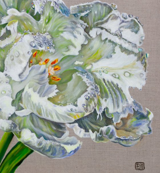White Tulip