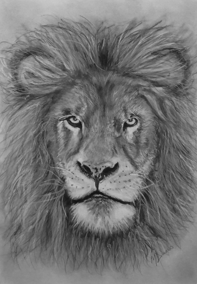 Photorealistic Animal Charcoal Drawing By Mel Davies Original Art, 12 X 17", The Lion, Original Artwork