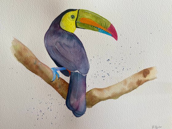 Toucan watercolour painting