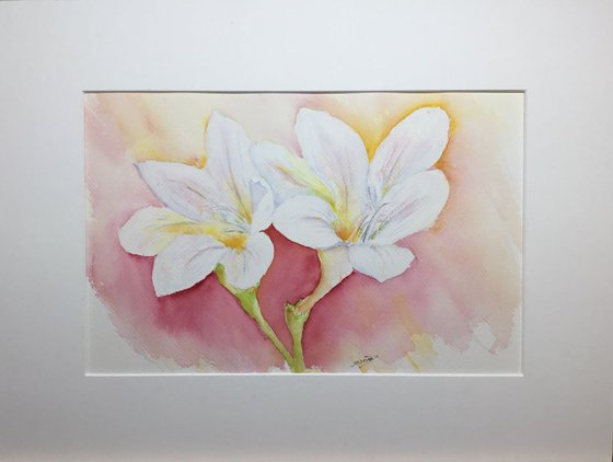 White lily