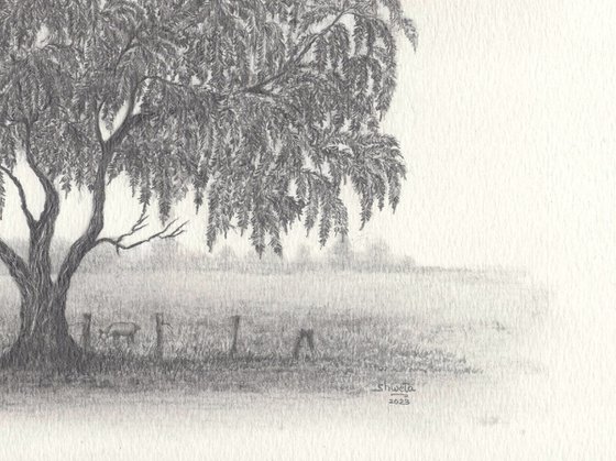 Weeping Bottlebrush Tree