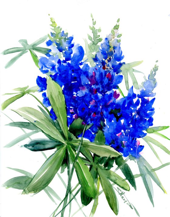 Bluebonnet Flowers