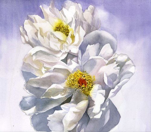 white roses by Alfred  Ng