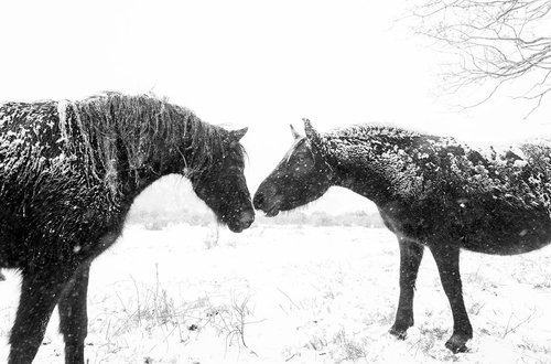 SNOW HORSES by Andrew Lever