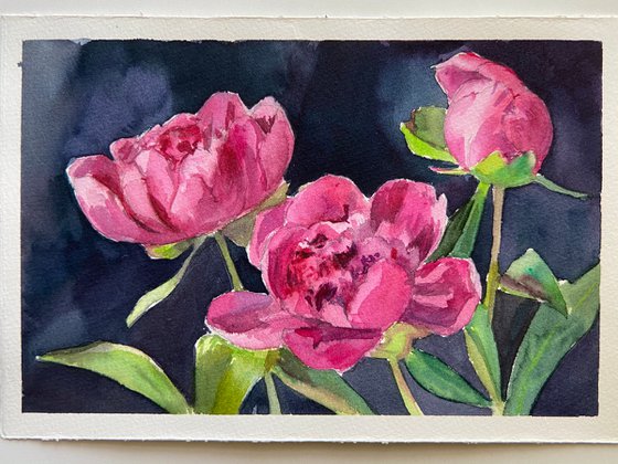 Peonies