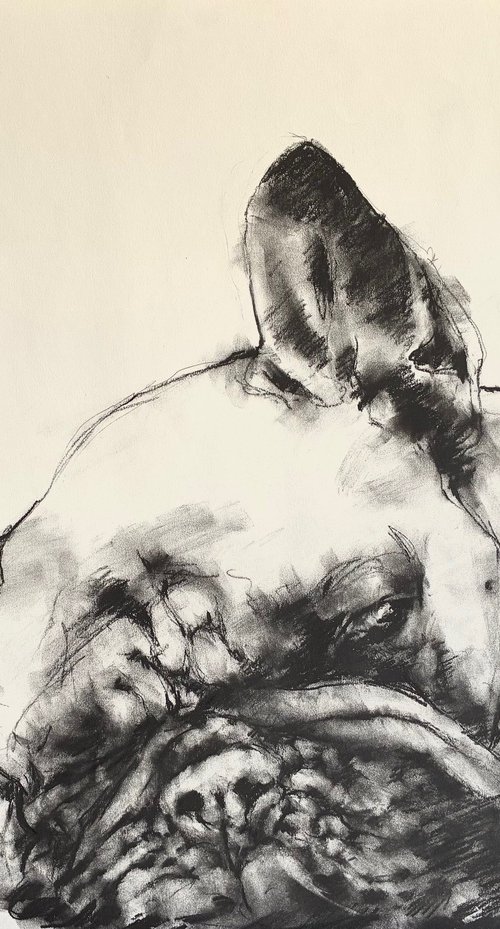 Bull Dog Sleeping by David Kofton